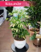 Szeflera Arboricola Gerda, Schefflera Arboricola Gerda