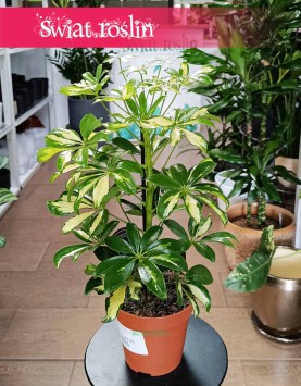 Szeflera Arboricola Gerda do kupienia w sklepie internetowym online z dostawą, Schefflera Arboricola Gerda