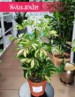 Szeflera Arboricola Gerda najniższa cena w sklepie w Krakowie lub online z dostawą, Schefflera Arboricola Gerda