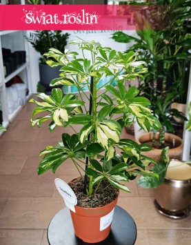 Szeflera Gerda, Schefflera Arboricola Gerda w najlepszej cenie i jakości z dostawą online w całej Polsce
