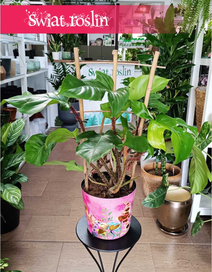 Filodendron Squamiferum, Philodendron Squamiferum sklep z roślinami