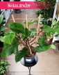Filodendron Squamiferum, Philodendron Squamiferum rośliny sklep internetowy online