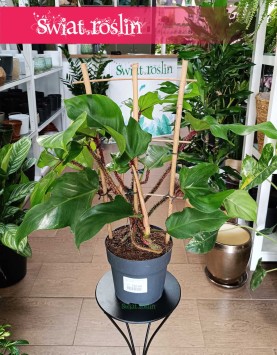 Filodendron Squamiferum, Philodendron Squamiferum sklep online internetowy i stacjonarny z dostawą