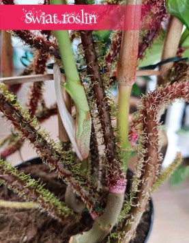 Filodendron Squamiferum sklep internetowy oczyszczający powietrze z dostawą ze sklepu, Philodendron Squamiferum
