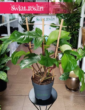 Philodendron Squamiferum, Filodendron Squamiferum, najlepsza roślina na prezent z dostawa