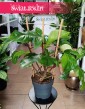 Philodendron Squamiferum, Filodendron Squamiferum, najlepsza roślina na prezent z dostawa