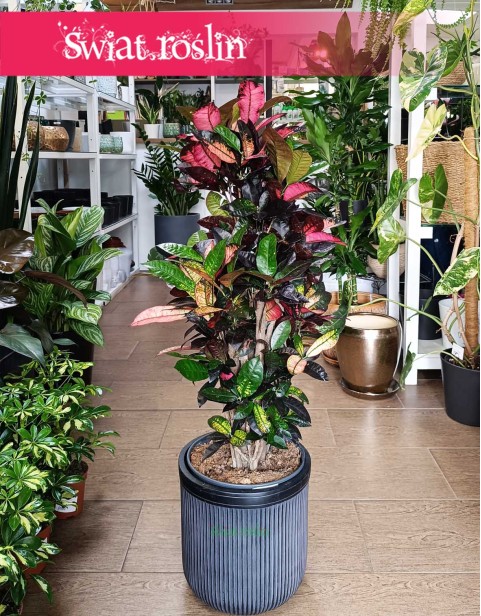 Kroton Mrs. Iceton, Trójskrzyn Mrs. Iceton, Codiaeum Mrs. Iceton