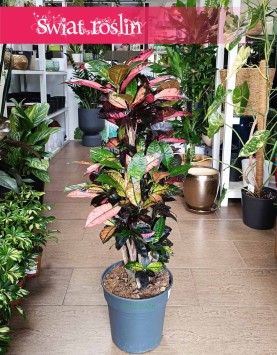 wspaniała kolorowa roślina Kroton Iceton, Trójskrzyn Mrs. Iceton, Codiaeum Mrs. Iceton, Duży Kroton Mrs. Iceton