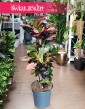 wspaniała kolorowa roślina Kroton Iceton, Trójskrzyn Mrs. Iceton, Codiaeum Mrs. Iceton, Duży Kroton Mrs. Iceton
