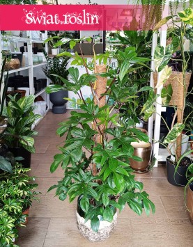 Duży Philodendron Pedatum, Wielki Filodendron Pedatum