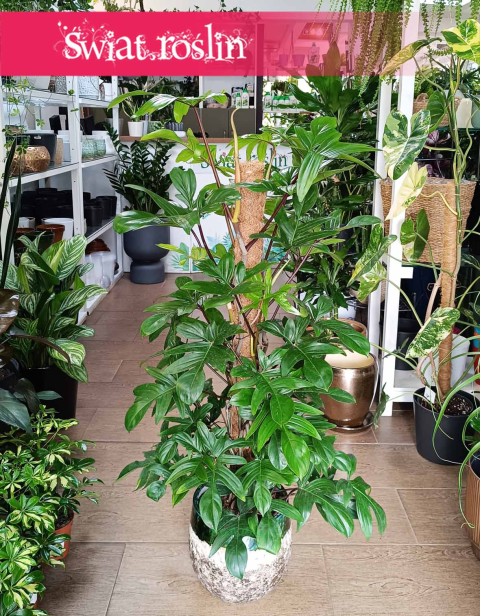 Duży Philodendron Pedatum, Wielki Filodendron Pedatum