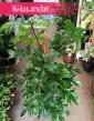 Duży Philodendron Pedatum sklep online z dostawą w całej Polsce, Wielki Filodendron Pedatum