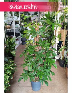 Wielki Filodendron Pedatum, Duży Philodendron Pedatum, Duży Filodendron Postrzępiony na paliku