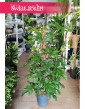 Wielki Filodendron Pedatum, Duży Philodendron Pedatum, Duży Filodendron Postrzępiony na paliku