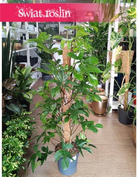Wielki Filodendron Pedatum do kupienia w sklepie internetowym, Duży Philodendron Pedatum