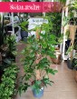 Duży Philodendron Pedatum, Wielki Filodendron Pedatum w najlepszej cenie i jakości z dostawą onlinew caałej Polsce