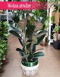 Fikus Elastica Abidjan, Ficus elastica Abidjan, Figowiec sprężysty Abidjan