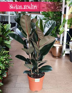 Fikus Elastica Abidjan do kupienia w sklepie w Krakowie, Ficus elastica Abidjan, Figowiec sprężysty Abidjan