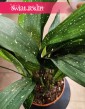 Aspidistra Elatior Milky Way do kupienie w sklepie w Krakowie wysyłka online, roślina Żelazny liść, Aspidistra Milky Way