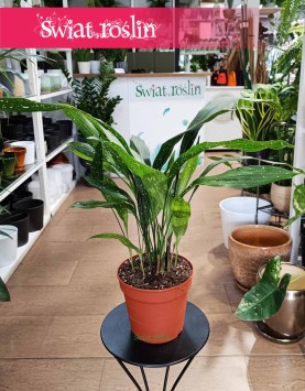 Aspidistra Elatior Milky Way kup w sklepie internetowym online z dostawą, roślina Żelazny liść, Aspidistra Milky Way