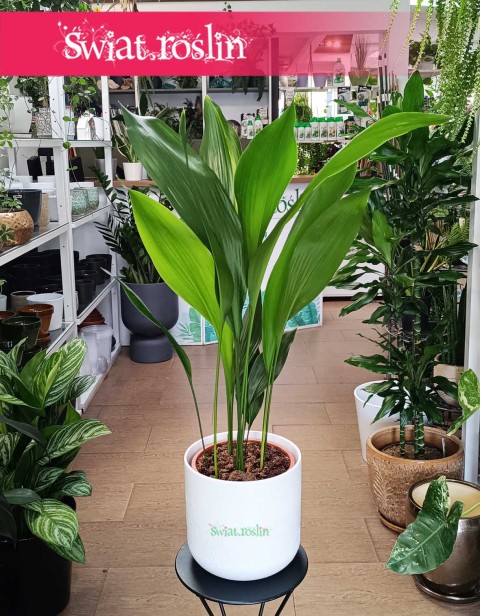 Duża Aspidistra Wyniosła, Wielka Aspidistra Elatior, Duża Żelazna Roślina