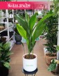 Duża Aspidistra Wyniosła, Wielka Aspidistra Elatior, Duża Żelazna Roślina