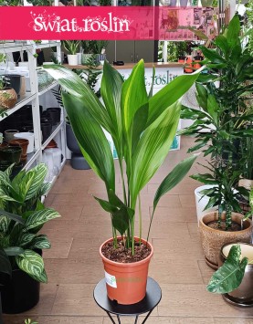 Duża Aspidistra Elatior, Wielka Aspidistra Wyniosła idealna do biura do firmy do kawiarni do restauracji