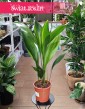 Duża Aspidistra Elatior, Wielka Aspidistra Wyniosła idealna do biura do firmy do kawiarni do restauracji