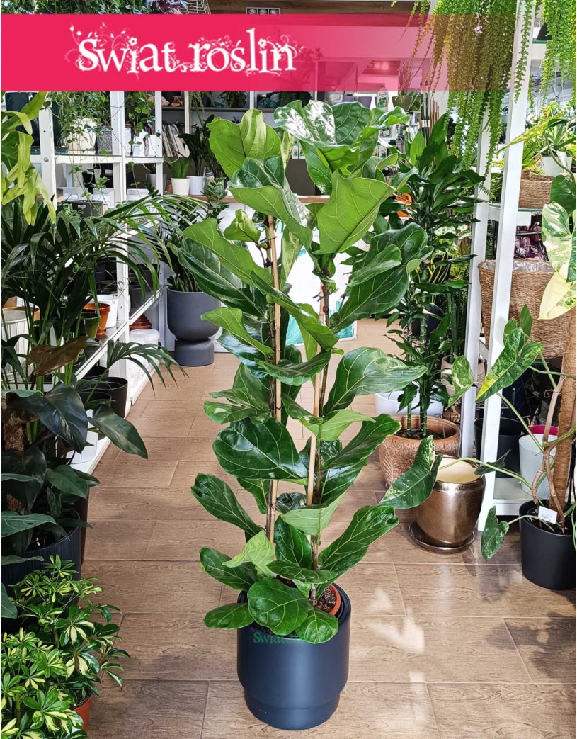 Fikus Dębolistny, Ficus Lyrata, Fikus Lyrata do kupienia z dostawą pod drzwi