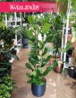 Fikus Dębolistny, Ficus Lyrata, Fikus Lyrata do kupienia z dostawą pod drzwi