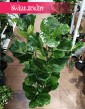 Fikus Lyrata, figowiec lirolistny, fikus dębolistny, Ficus Lyrata do kupienia w sklepie z roślinami online