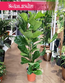Fikus Lyrata, figowiec lirolistny, fikus dębolistny, Ficus Lyrata