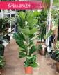 Fikus Lyrata, figowiec lirolistny, fikus dębolistny, Ficus Lyrata