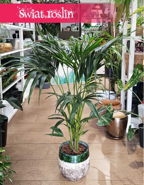 Kentia, Kencja, Palma Howea Forsteriana