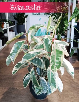 Fikus Elastica Tineke, Ficus Elastica Tineke, Figowiec Sprężysty Tineke