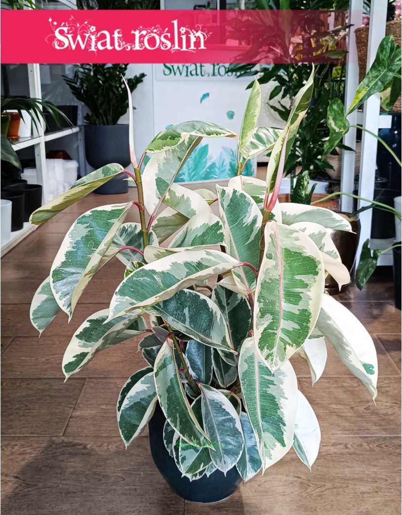Fikus Elastica Tineke, Ficus Elastica Tineke, Figowiec Sprężysty Tineke