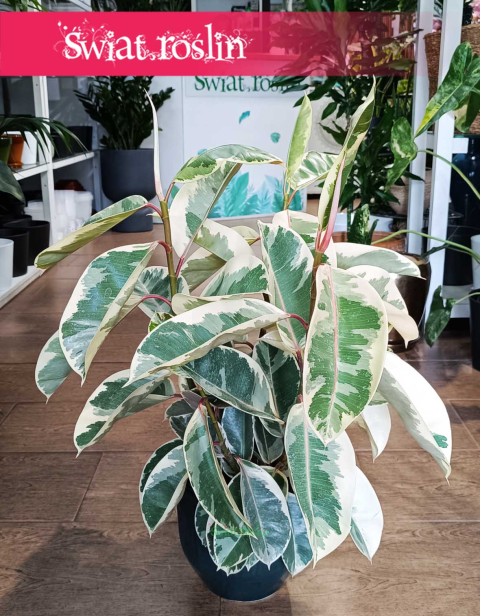 Fikus Elastica Tineke, Ficus Elastica Tineke, Figowiec Sprężysty Tineke