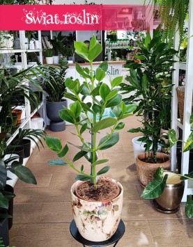 Clusia Rosea Princess, Kluzja, Okrętnica