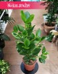 Clusia Rosea Princess kup w Krakowie lub online z dostawą pod drzwi, Kluzja, Okrętnica
