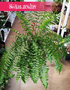 Paproć Macho odporna roslina do biura do firmy do mieszkania do kawiarni do restauracji, Nephrolepis Biserrata Macho