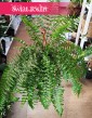 Paproć Macho odporna roslina do biura do firmy do mieszkania do kawiarni do restauracji, Nephrolepis Biserrata Macho