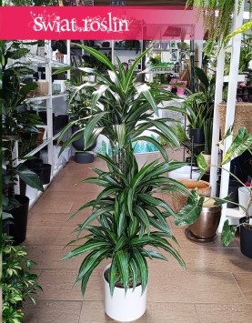 Dracaena Wonna Ulises, Draceana Fragrans Ulises