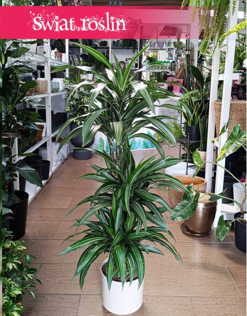 Dracaena Wonna Ulises, Draceana Fragrans Ulises