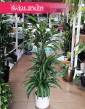 Dracaena Wonna Ulises, Draceana Fragrans Ulises