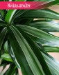 Dracaena Wonna Ulises, Draceana Fragrans Ulises sklep online internetowy z dostawą w całym kraju