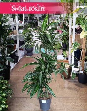 Dracaena Wonna Ulises do kupienia online lub z dostawą w całej Polsce pod drzwi ze sklepu Świat Roślin