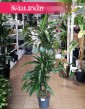 Dracaena Wonna Ulises do kupienia online lub z dostawą w całej Polsce pod drzwi ze sklepu Świat Roślin