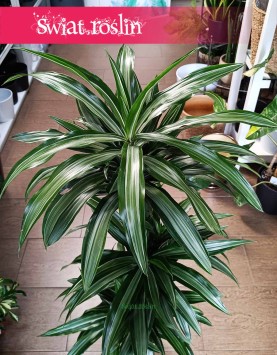 Dracaena Wonna Ulises kup w Krakowie lub online z dostawą w Polsce, Draceana Fragrans Ulises