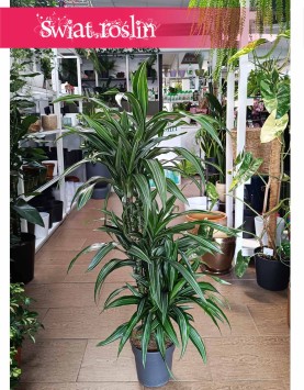 Dracaena Wonna Ulises w najlepszej cenie i jakości z dostawą online, Draceana Fragrans Ulises