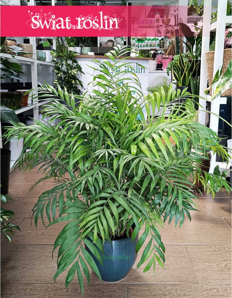 Wielka Chamaedorea Elegans, Gęsta Chamedora Wytworna, Duża Palma Koralowa